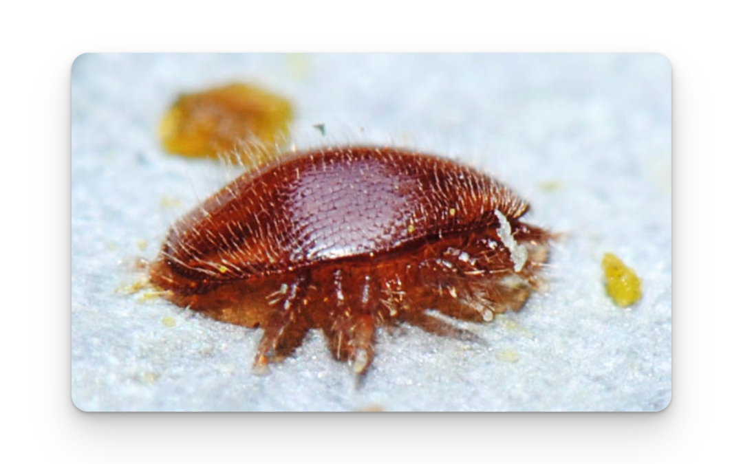 Visio-conférence: le varroa: le reconnaître, le traiter
