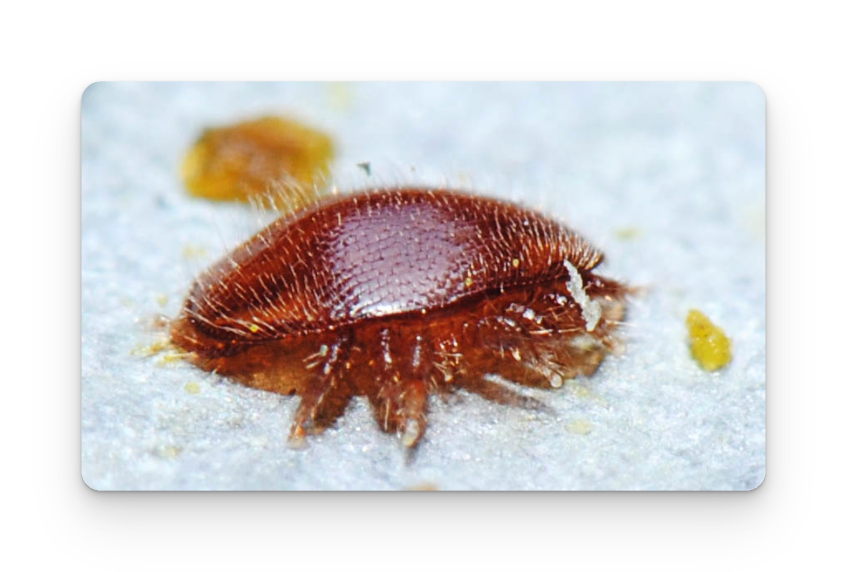 Visio-conférence: le varroa: le reconnaître, le traiter